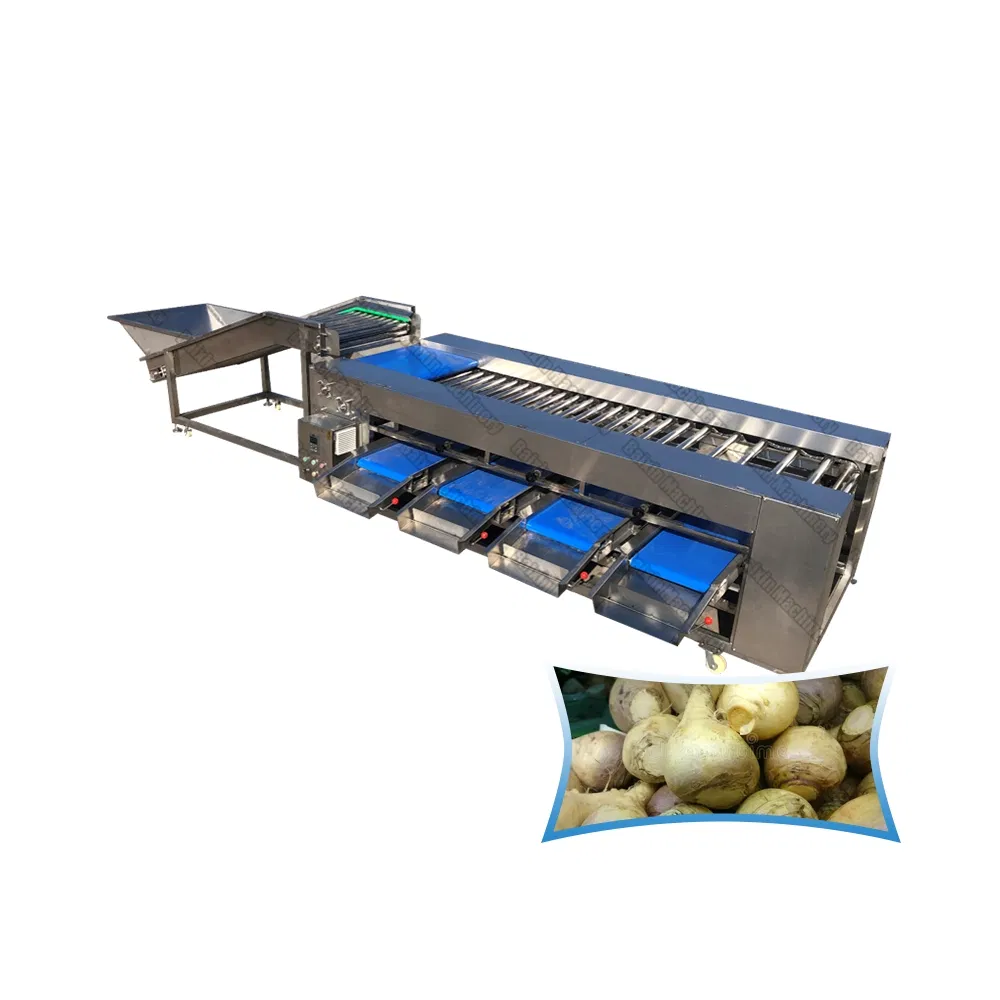 Automated Kohlrabi Peeling Machine for Pickling and Fermentation