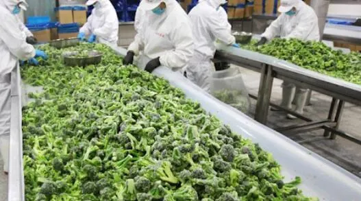 Broccoli Processing Machine System