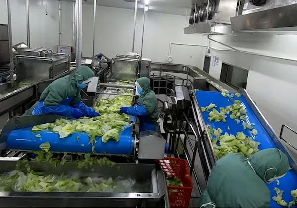 Spinach and Vegetable Processing