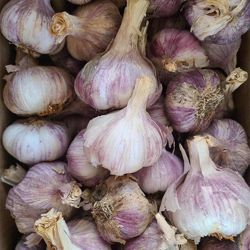 Efficient Packing Line Fast Processing High Output Capacity Normal Pure White/Red Fresh Garlic