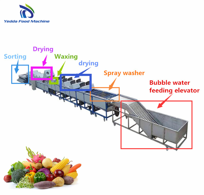 Advanced Fruit and Vegetable Washing and Sorting System for Efficient Processing