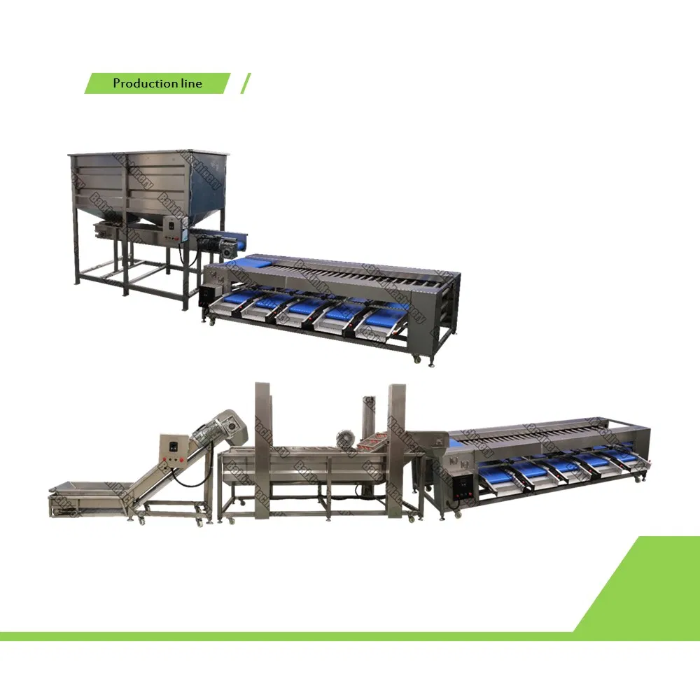 Automated Kohlrabi Peeling Machine for Pickling and Fermentation