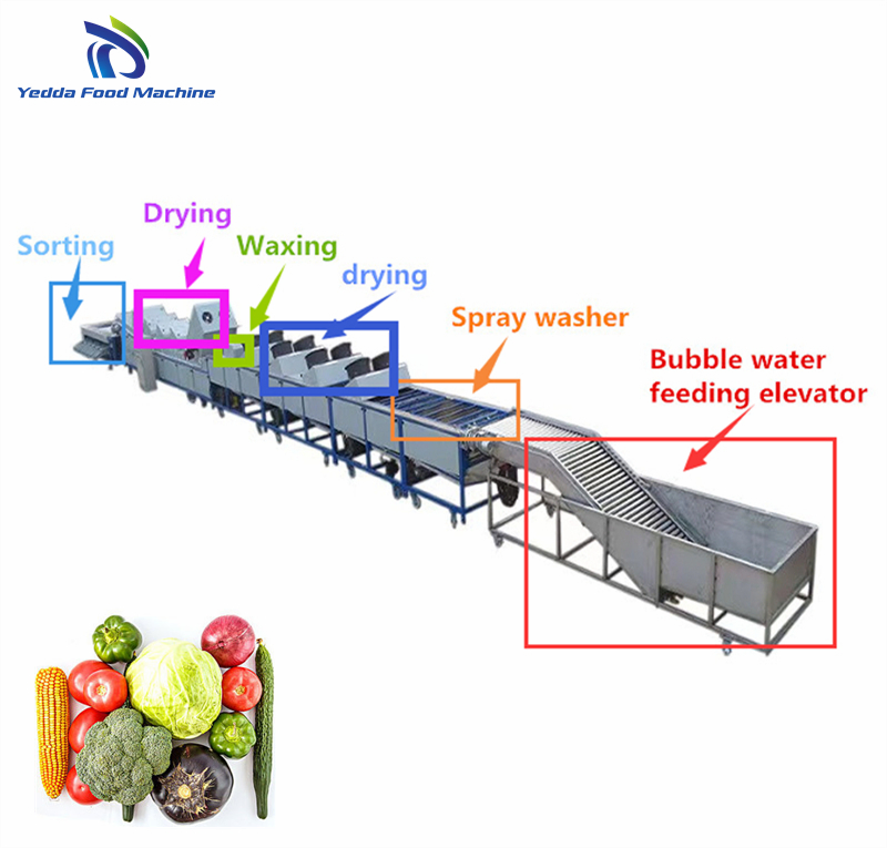 Advanced Fruit and Vegetable Washing and Sorting System for Efficient Processing