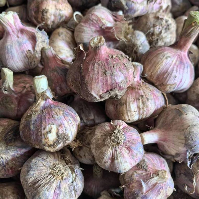 Professional Packing Line Efficient Logistics Ready Normal Pure White/Red Fresh Garlic