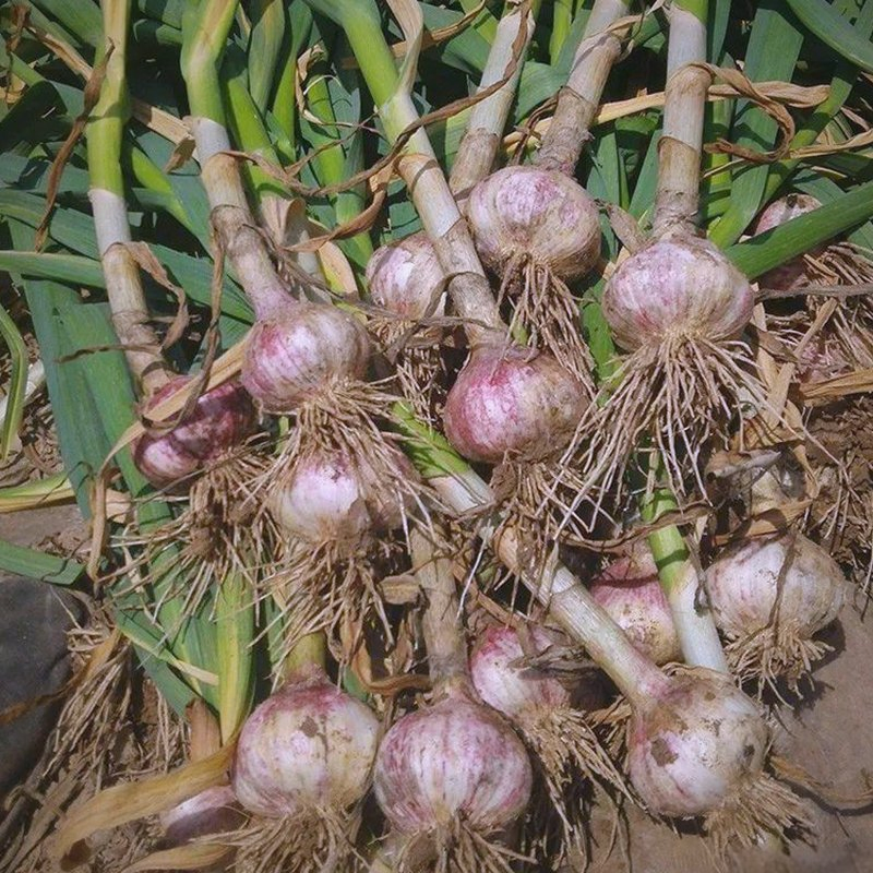 Efficient Packing Line Fast Processing High Output Capacity Normal Pure White/Red Fresh Garlic