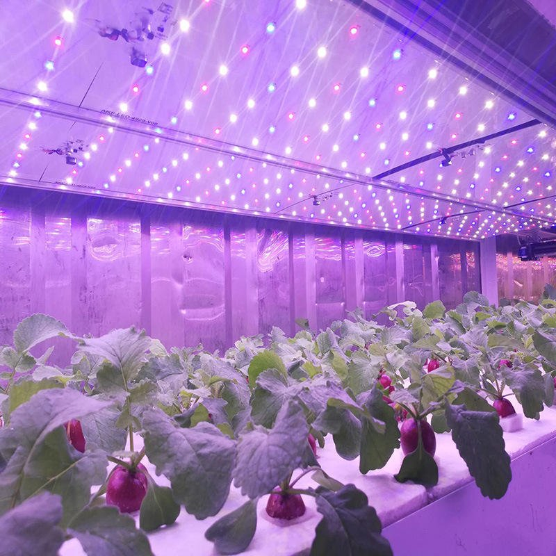 Vertical Farming Container Works for Mining Sites in Containerized Hydroponic System and Hydroponic Grow Container