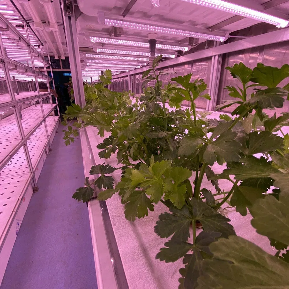 Vertical Farming Container Supplies Food for Mining Areas in Containerized Hydroponic System and Plant Factory