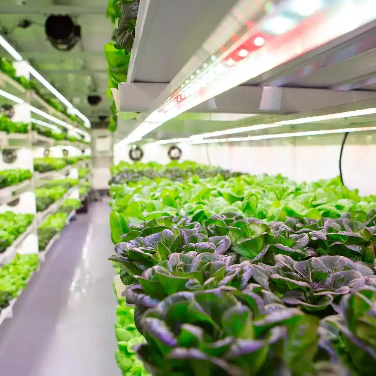 Vertical Farming Container Works for Mining Sites in Containerized Hydroponic System and Hydroponic Grow Container