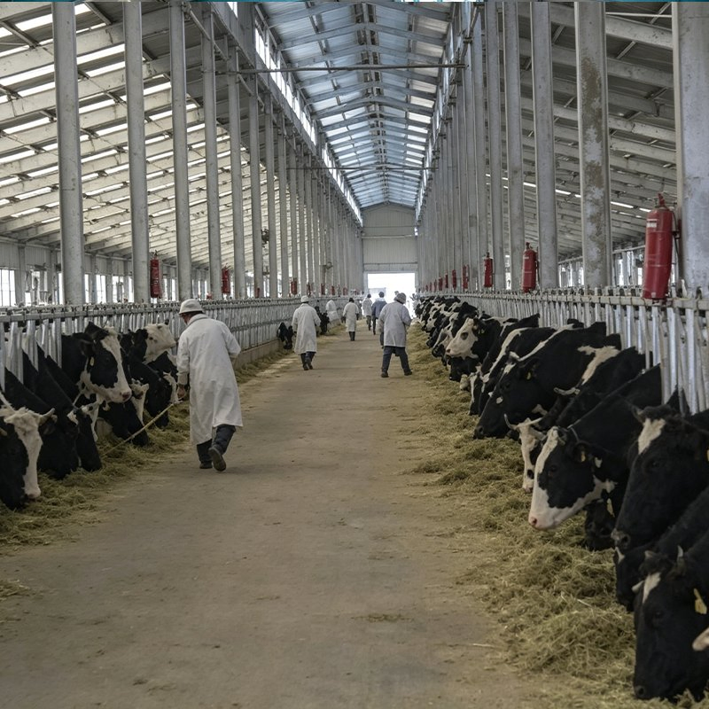 Sistema de Mantenimiento y Sistema de Mantenimiento Sostenible para Edificios de Vacas Prefabricados de Tubo de Acero Galvanizado invernadero
