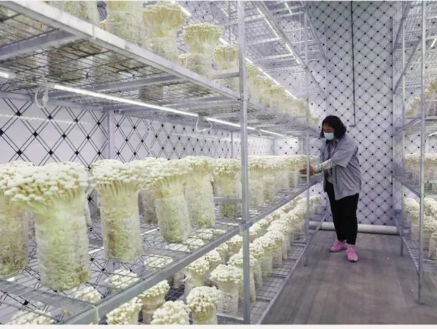 Contenedor Automatizado Inteligente para el Cultivo de Hongos con Sistema de Control Climático