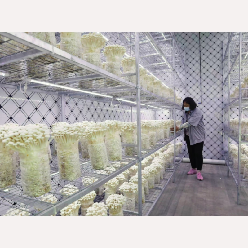 Contenedor Automatizado Inteligente para el Cultivo de Hongos con Sistema de Control Climático