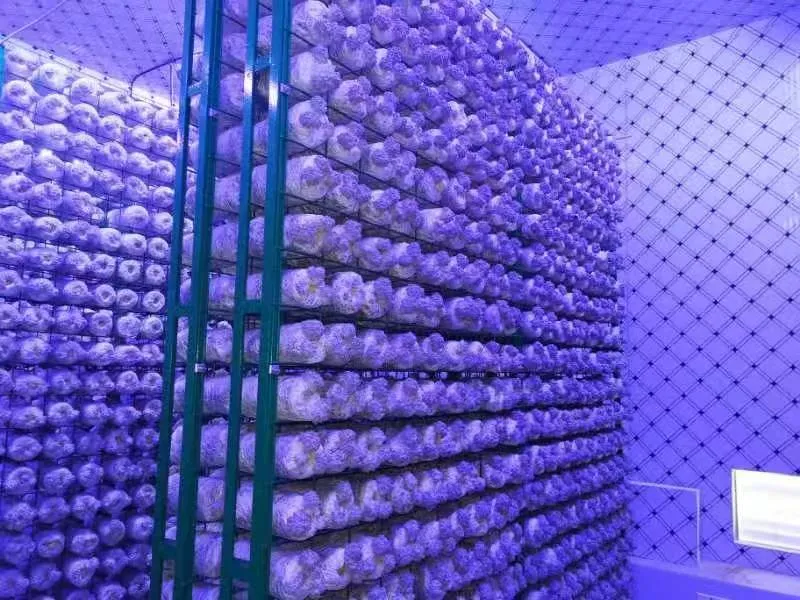 Contenedor Automatizado Inteligente para el Cultivo de Hongos con Sistema de Control Climático