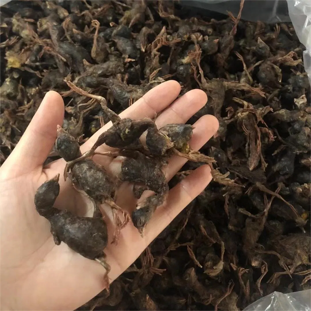 Fabricante mayorista de venta caliente de golosinas para gatos, bocadillos congelados y deshidratados de codorniz, comida para perros, suministros para mascotas