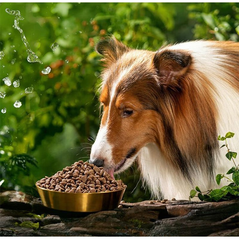 Kibble de perro libre de granos de alta proteína premium para perros adultos