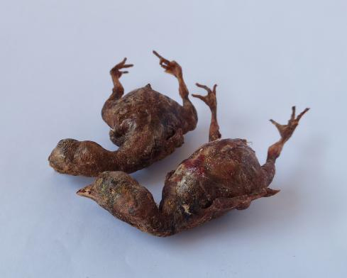 Freeze-Dried Chick Whole Chicken in Bulk Cat Dog Pet Snack Nutritious Interactive Reward Snack Food