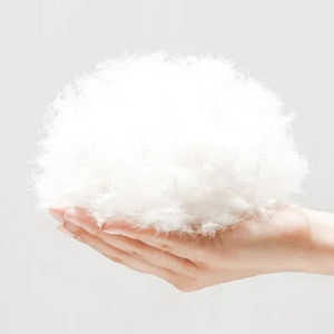 Corduroy Kennel Featured High-End Pet Dog Puppies