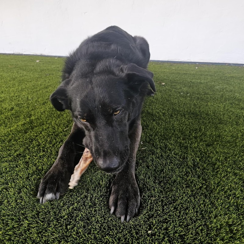 Manufacture OEM/ODM, Natural Snacks - Rabbit Ears 35.3oz (1000g) Dog Treats