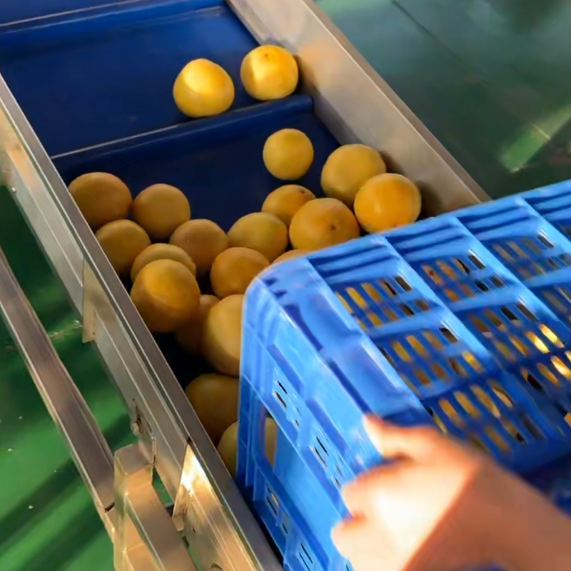 China Supplier Automatic Fruit Sorting Machine with Ai Vision for Apples Citrus