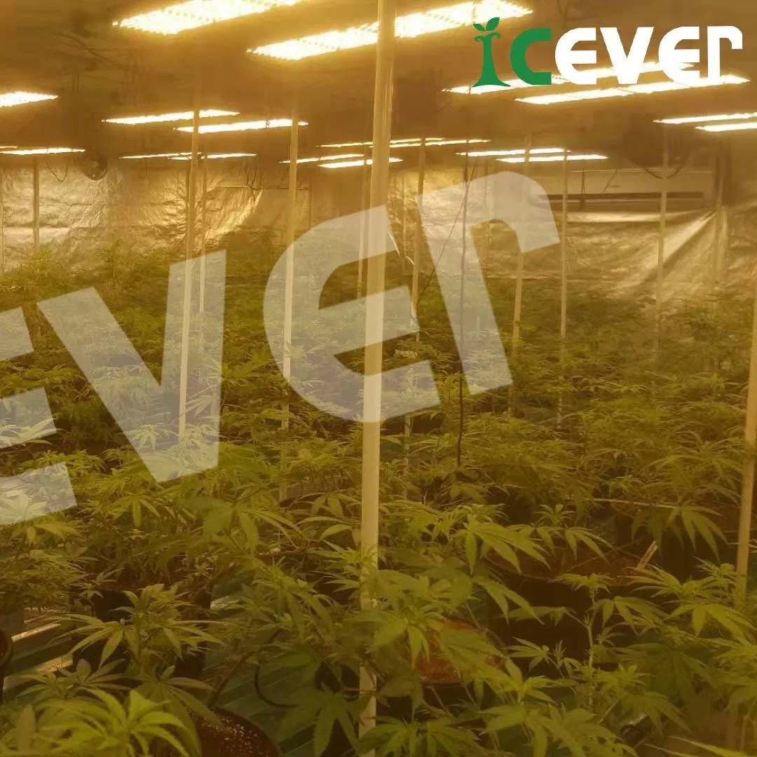 Plant Growing LED 2X2 Grow Tent Kit UVB and IR Red Good LED Flowering Grow Tent Kit with 301h Evo (CE) for Indoor Plant