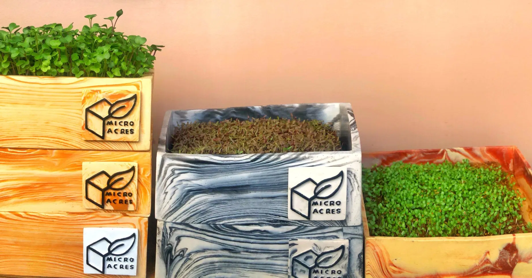 Engaging Microgreens Seeds Growing Kit for Kids’ Learning