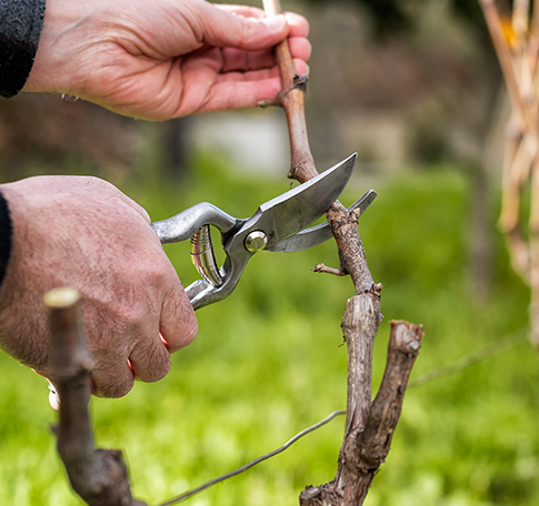 Vineyards and Premium Orchards - Chongtai precision pruning tools for grapes and blueberries