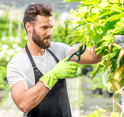 Large Orchards and Farms - Chongtai electric pruning shears for intensive agricultural use