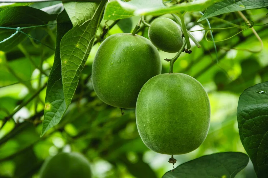 مستخلص موغروسيد السوبر الحلو، محلي طبيعي نهائي لعشاق اللياقة البدنية