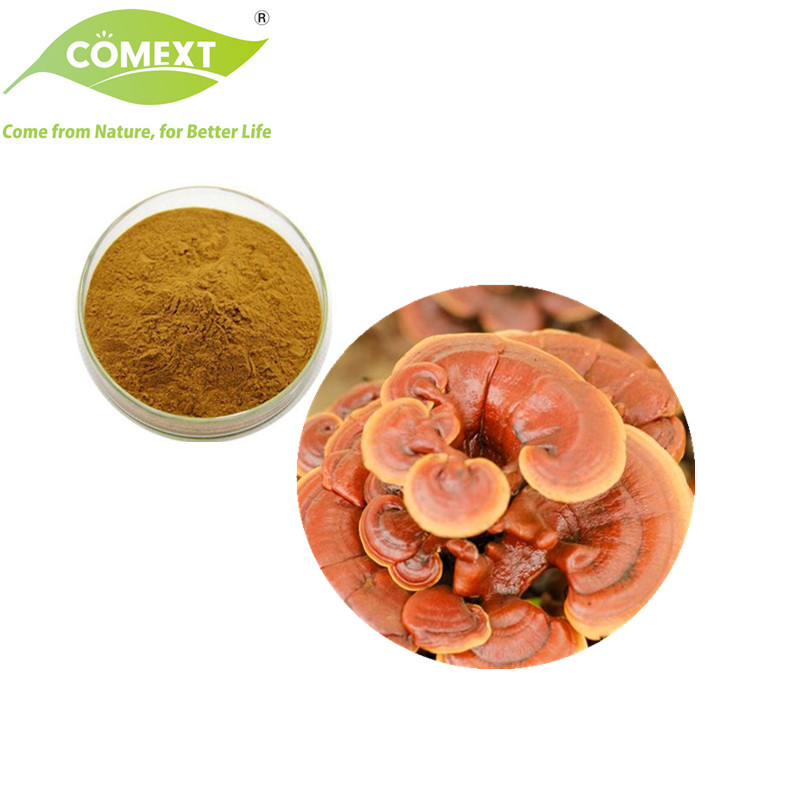 مصنع كومكست 100% مسحوق فطر الريشي العضوي الطبيعي مستخلص نبات الغانودرما