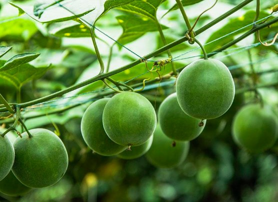 مستخلص موغروسيد السوبر الحلو، محلي طبيعي نهائي لعشاق اللياقة البدنية