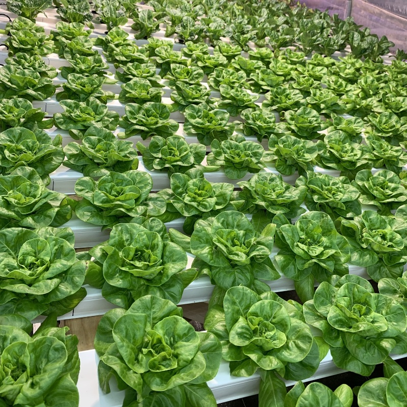 Commercial Hydroponic Systems Growing Hydroponic Nft Channel 100X50mm