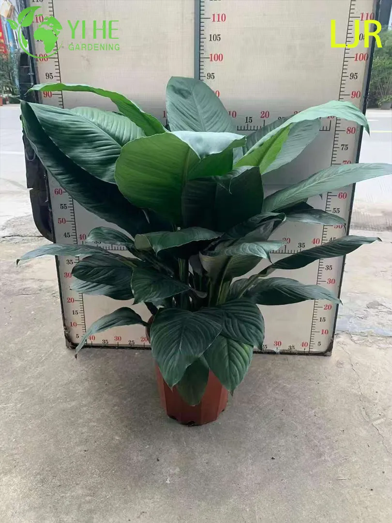 Spathiphyllum Floribundum View 3