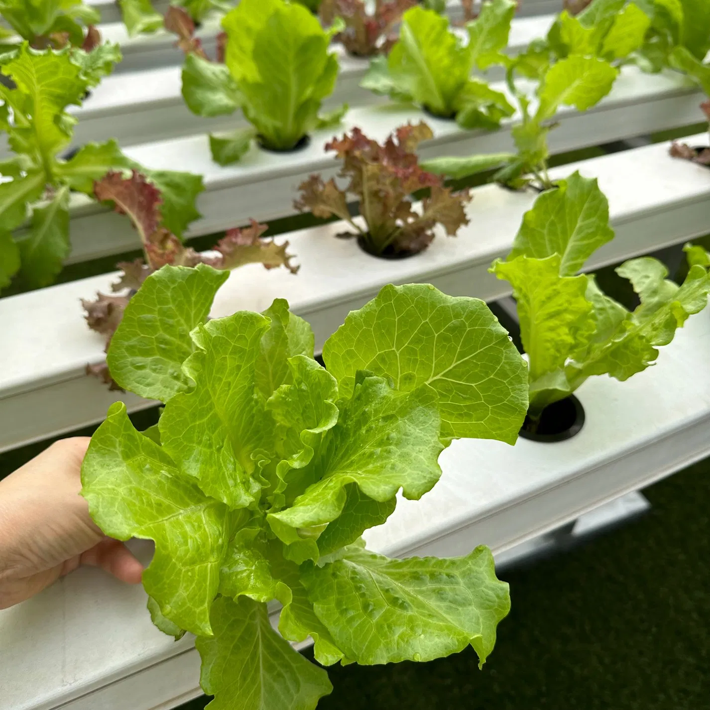 Soilless Farming Techniques Hydroponics Nft System