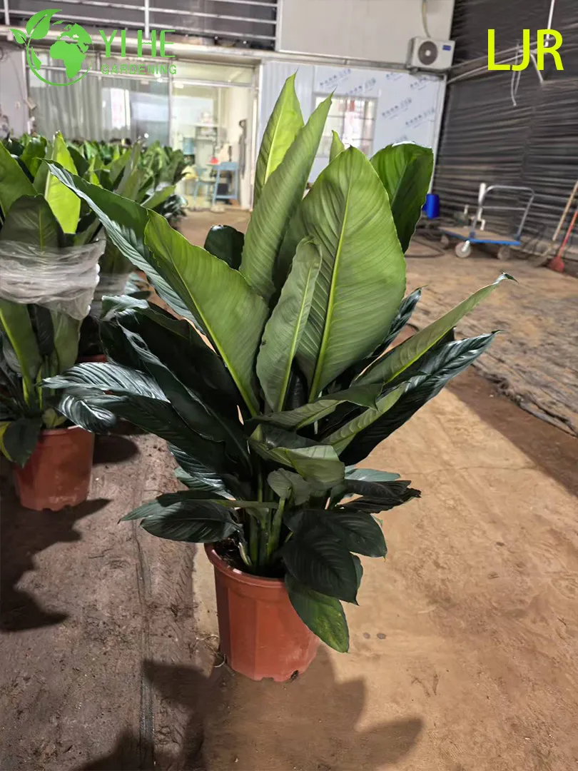 Spathiphyllum Floribundum View 6