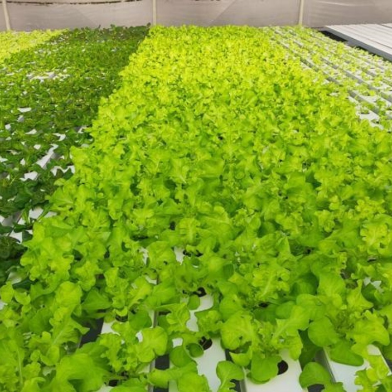 Soilless Farming Techniques Indoor Hydroponic System Greenhouse Kit