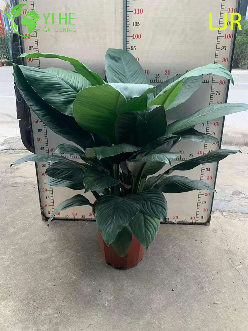 Large - Leaf Evergreen Spathiphyllum Floribundum for Indoor Air Purification Plant