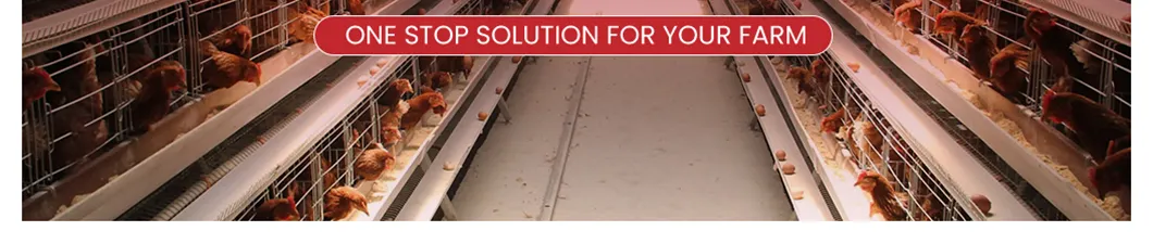Smart Layer Chicken Cage