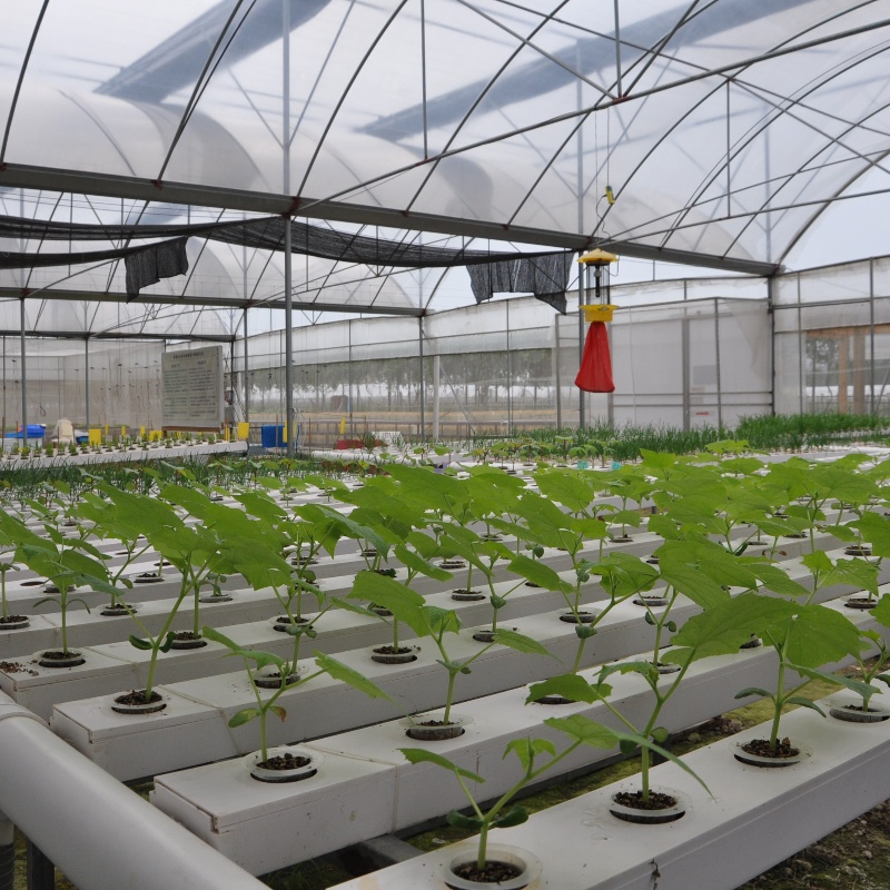 Soilless Farming Techniques Aquaponics Growing Square PVC Pipe Hydroponic System