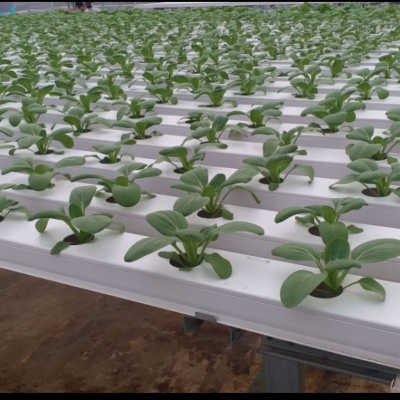 Soilless Farming Techniques Indoor Hydroponic System Greenhouse Kit