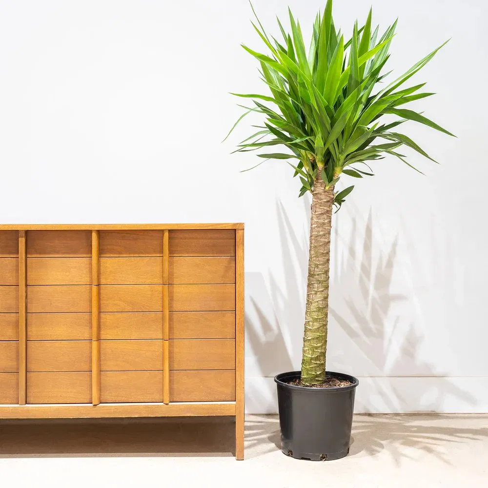 Premium Indoor Yucca Cane Plant for Home Decor and Air Purification