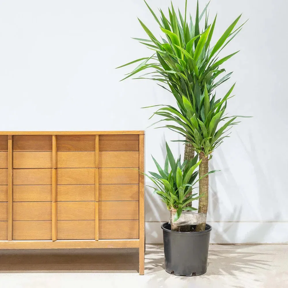 Premium Indoor Yucca Cane Plant for Home Decor and Air Purification