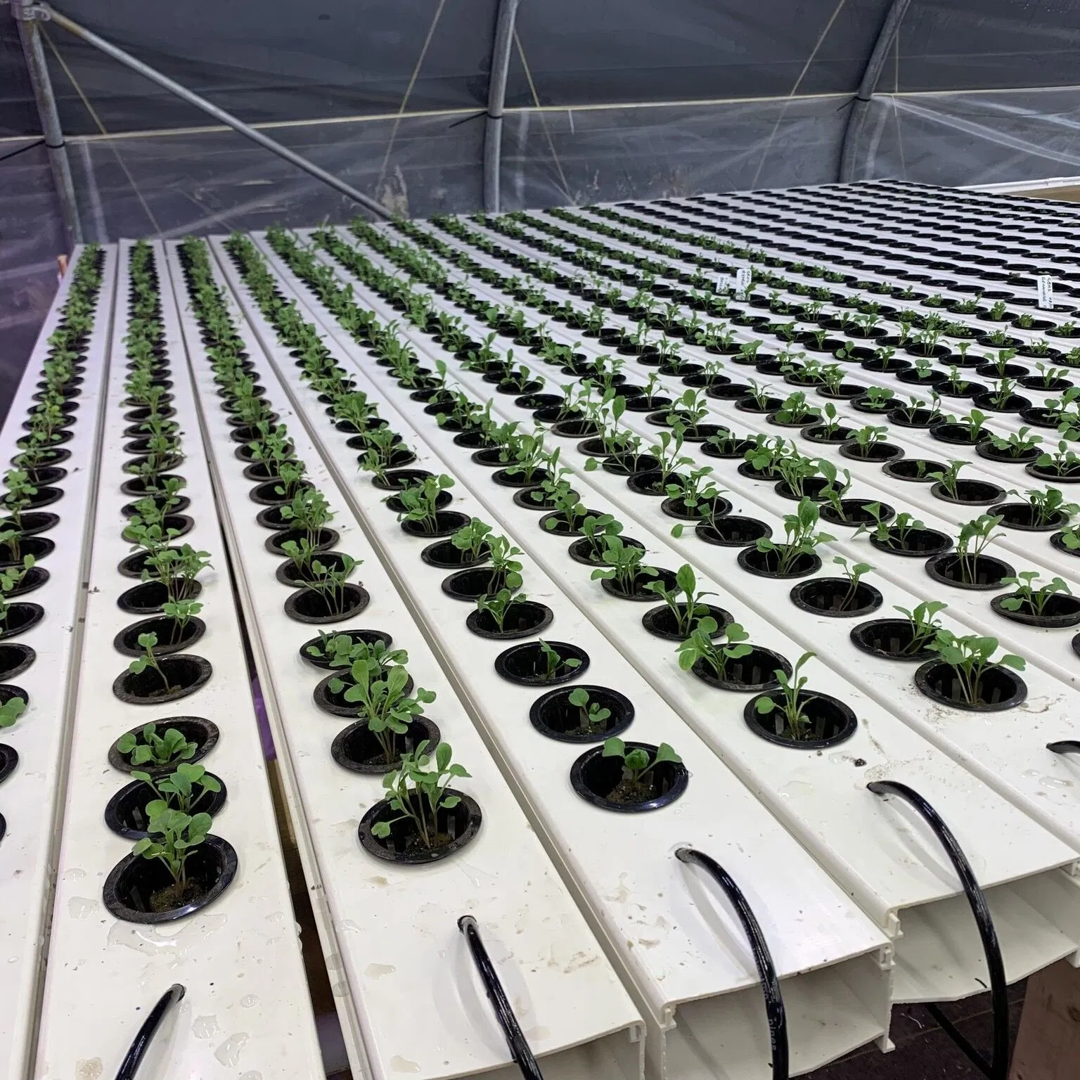 Soilless Farming Techniques Aquaponics Growing Square PVC Pipe Hydroponic System