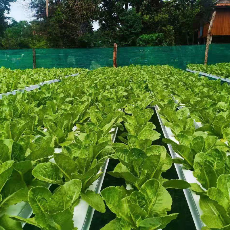 Commercial Hydroponic Systems Growing Hydroponic Nft Channel 100X50mm