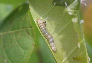 Hot Sales Insecticide Chlorantraniliprole 600g/L Sc Chlorantraniliprole 10% Sc, 20% Wg CAS 500008-45-7 Insect Killer