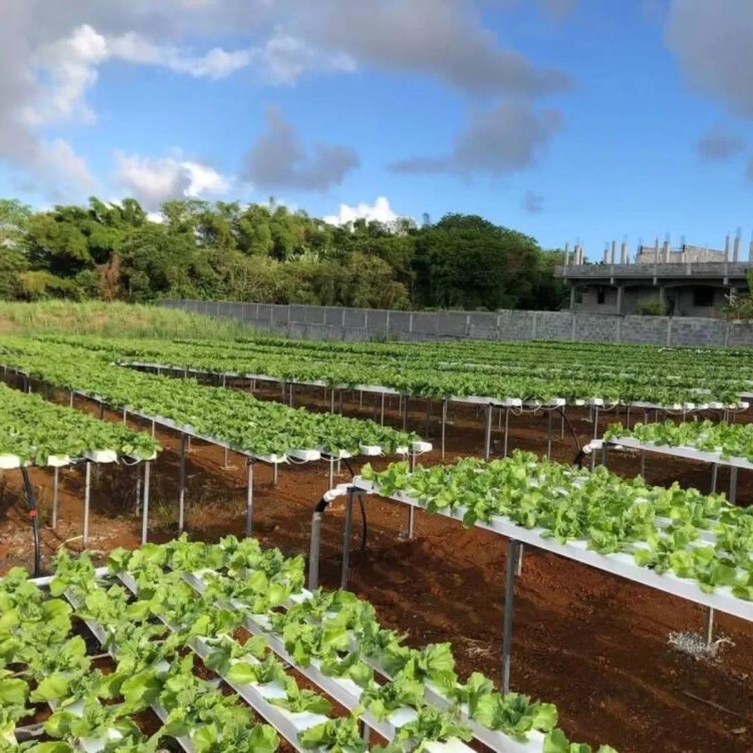 Commercial Hydroponic Systems Growing Hydroponic Nft Channel 100X50mm