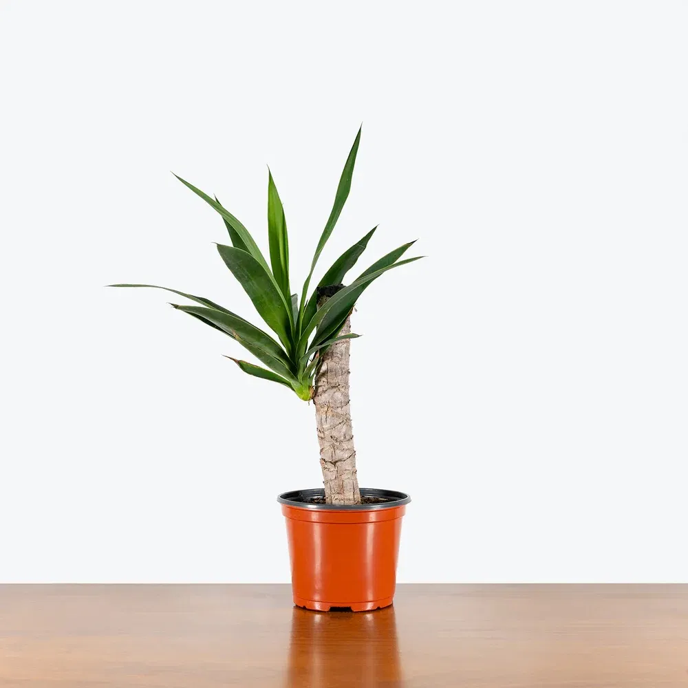 Premium Indoor Yucca Cane Plant for Home Decor and Air Purification