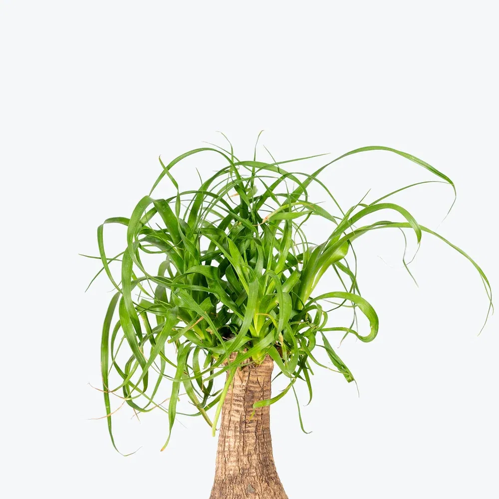 Ponytail Palm Indoor Decor
