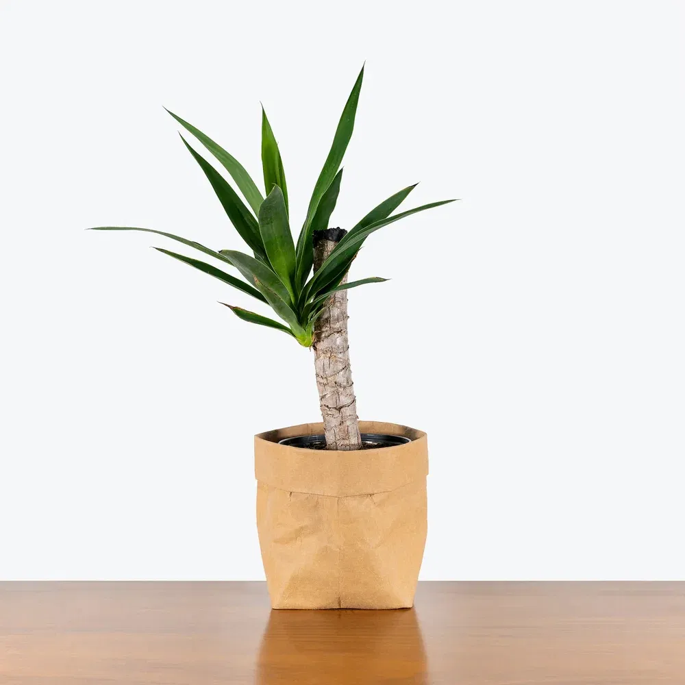 Premium Indoor Yucca Cane Plant for Home Decor and Air Purification