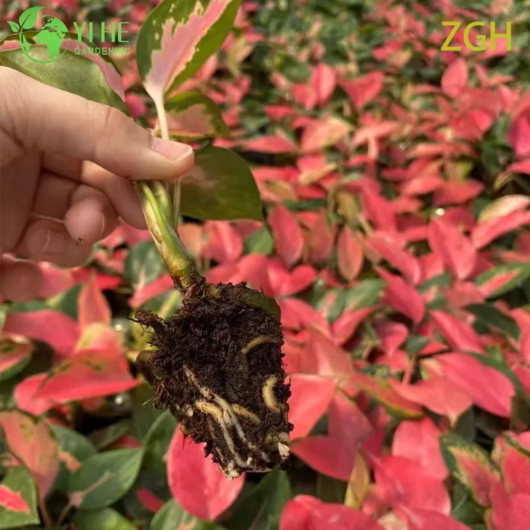 Aglaonema China Red 3