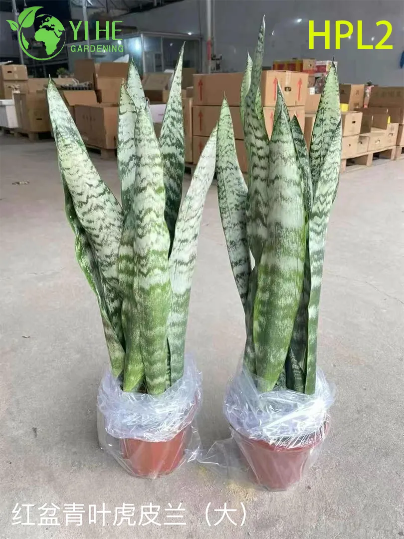 Snake Plant Display 1