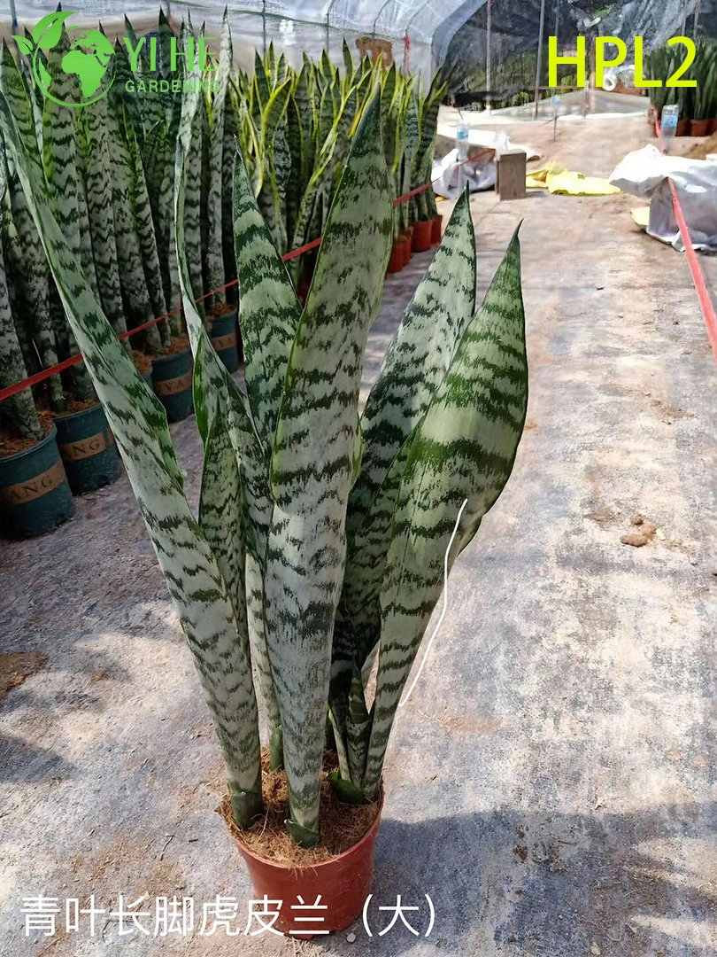 Live Laurentii Snake Plant Variegated Indoor Air Purifying Houseplant Bonsai